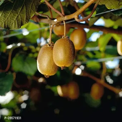 Platone Kiwi Plant Kiwi fruit plant Ki73