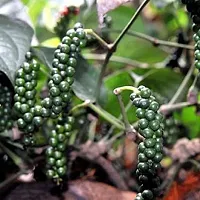 Platone Black Pepper Plant Kali Mirch-thumb1