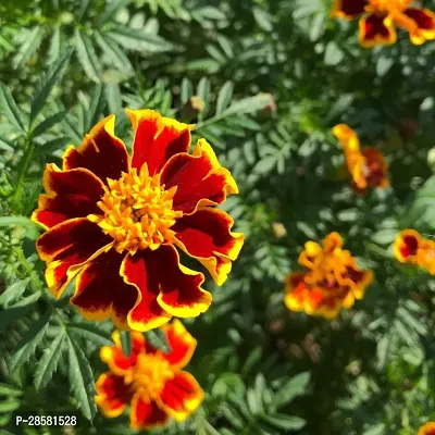 Platone Marigold Plant Marigold plant 27-thumb0