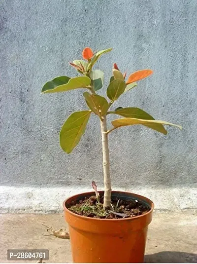 Platone Ficus Plant BANYAN-BOT-BRIKKHO-LONG LASTING RARE TREE01AMAR-thumb0