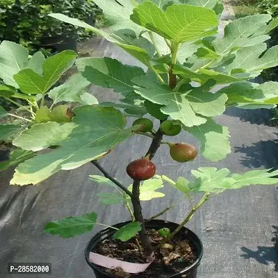 Platone GularCluster Fig Plant Turkish Fig Live Plant Produced by Air Layered Method CF1141232