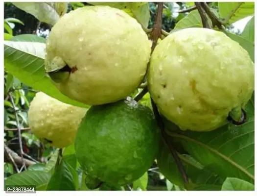 Platone Guava Plant Sr_Guava39-thumb0