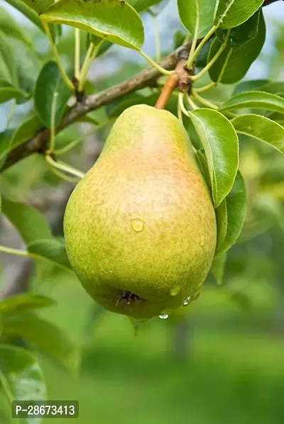 Platone Pear Plant pear89