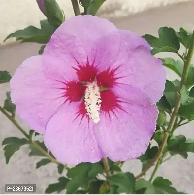 Platone Hibiscus Plant hibiscus plant 3083