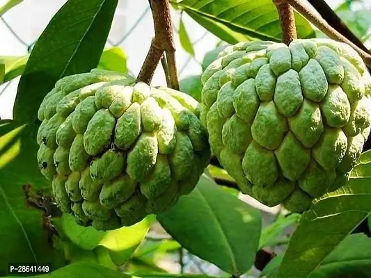 Platone Custard Apple Plant Rare Red Sugar-AppleSitafal Fruit Plant (Annona squamosa)Aata Fruit Plant 1 HealthyPlant.-thumb2