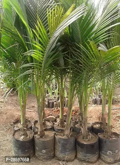 Platone Coconut Plant coconut plant