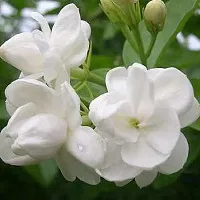 Platone Jasmine Plant JASMINE-01-thumb1