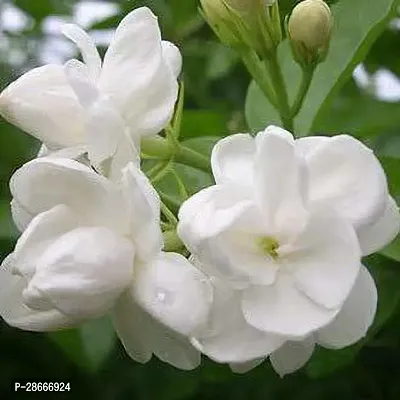 Platone Jasmine Plant JASMINE-01-thumb2