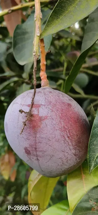 Platone Mango Plant PALMAR MANGO PLANT