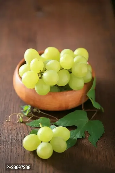 Platone Grapes Plant Grapes fruit plant c1-thumb2