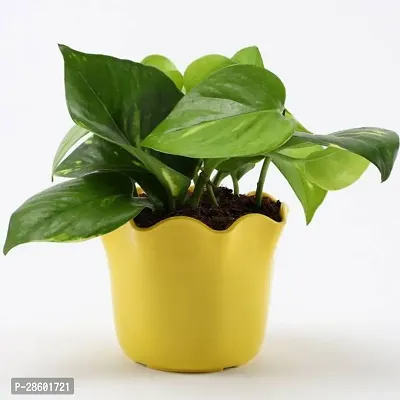 Platone Money Plant Money Plant-6