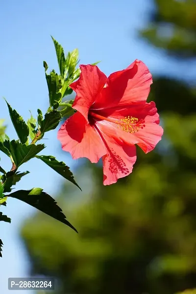 Platone Hibiscus Plant DIFFERENT HIBISCUS PLANT-thumb0