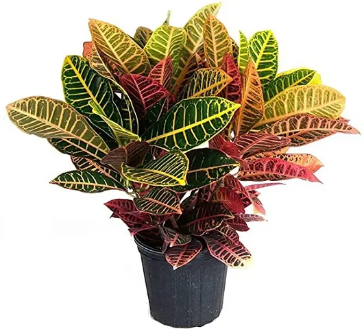 Best Selling Plant & Planters 