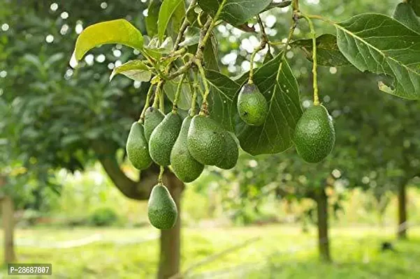 Platone Avocado Plant EVAVOD8