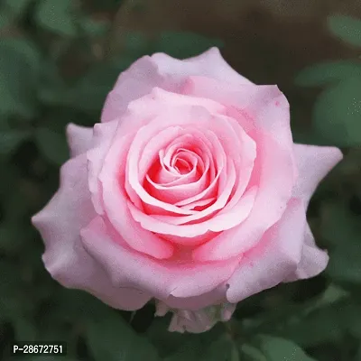 Platone Rose Plant Rose (Pink) - Plant