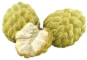 Platone Custard Apple Plant Golden Sitafal Live Plant-thumb2