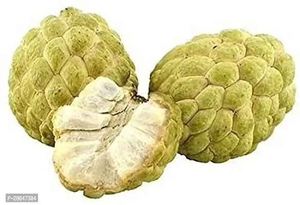 Platone Custard Apple Plant Golden Sitafal Live Plant-thumb3