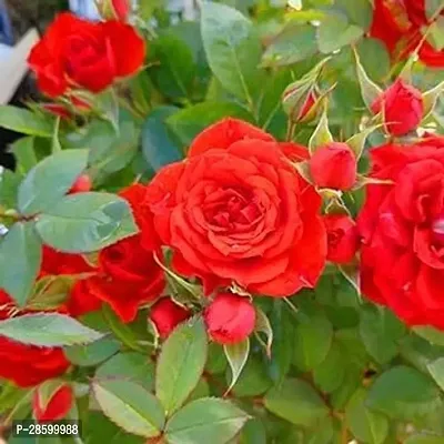 Platone Rose Plant Rose Plant 58-thumb0