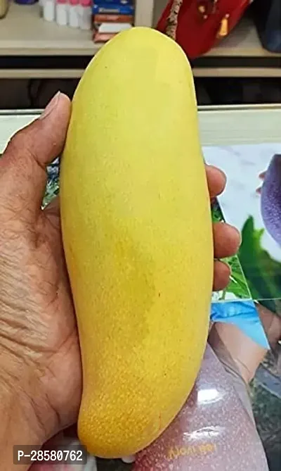 Platone Mango Plant GRAFTING BANANA MANGO FRUIT PLANT