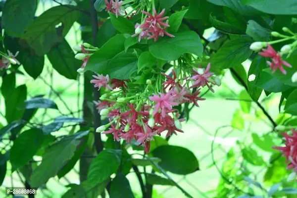 Platone MadhumaltiRangoon Creeper MadhumaltiRangoon Creeper-15