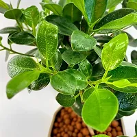 Platone Ficus Bonsai Plant ficus palnt 33-thumb2