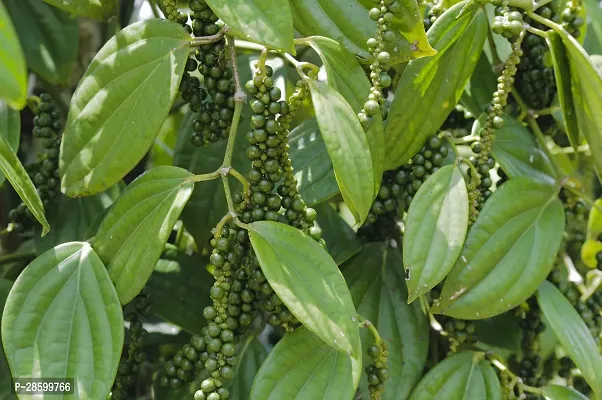 Platone Black Pepper Plant Black pepper(Model Name- Balancotta)plant-thumb0