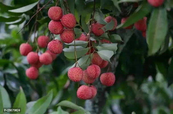 Platone Litchi Plant James litchi plant