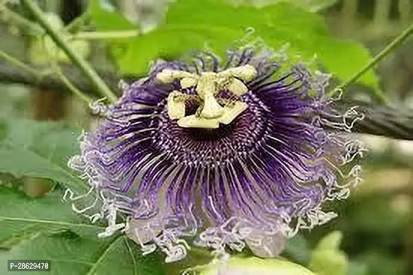 Platone Passion Plant PASSION FLOWER KJH-thumb2