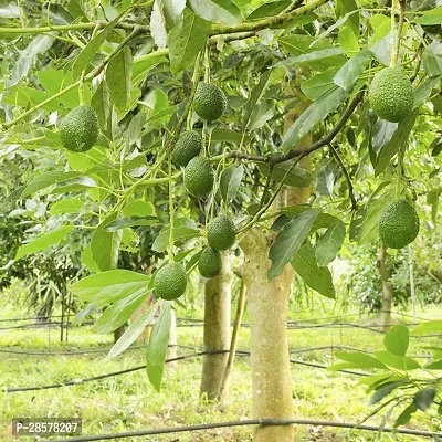 Platone Avocado Plant Avocado Fruit Plant 021-thumb0