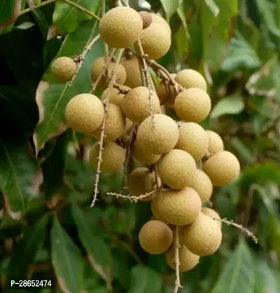 Platone Litchi Plant Plants021-thumb0