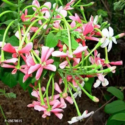 Platone MadhumaltiRangoon Creeper allmadhu40