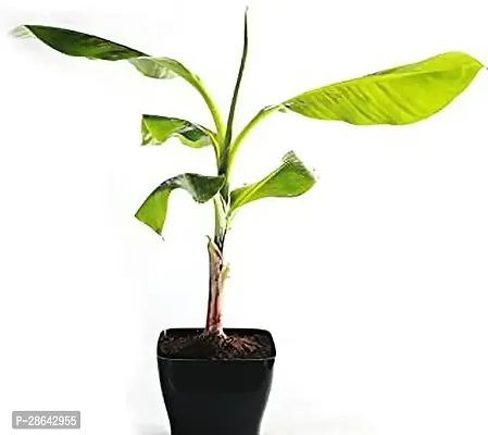 Platone Banana Plant banana31