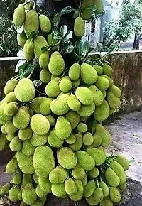 Platone Jack Fruit Plant Jack plant Fruit Curry Panasa Fruit Plant Pot-thumb1