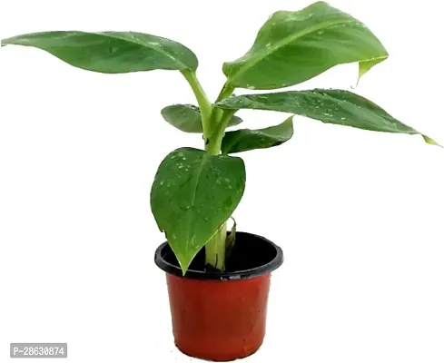 Platone Banana Plant Banana Plant-thumb0