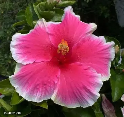 Platone Hibiscus Plant Hibiscus RedWhite Plant CF0911