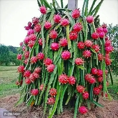 Platone Dragon Tree Red Dragon Fruit Sapling v4