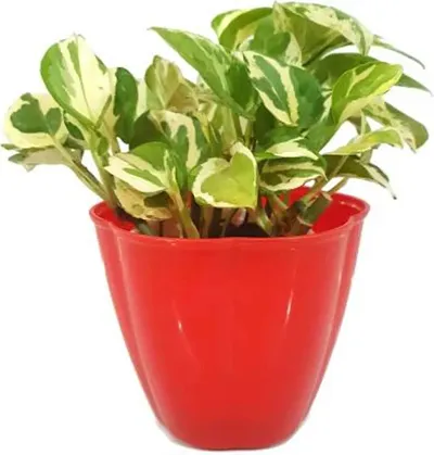 Best Selling Plant & Planters 