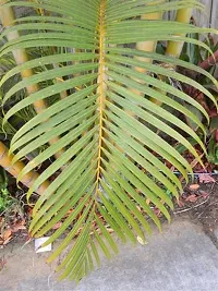 Platone Areca Palm Areca Plam-2-thumb1