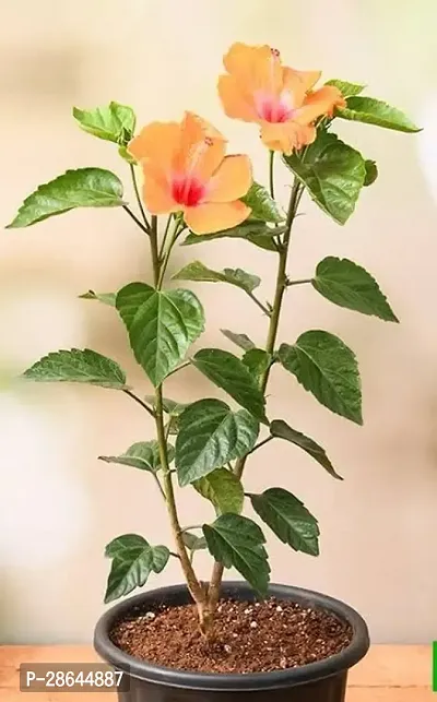 Platone Hibiscus Plant Rare Pune varieties hibiscusjoba live plant