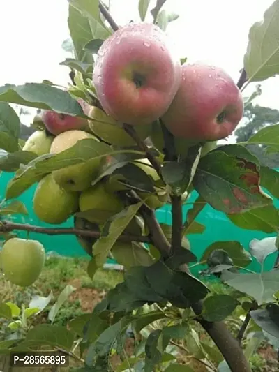 Platone Apple Plant HRMN99 APPLE PLANT HOT CLIMATE APPLE PLANT GRAFTED