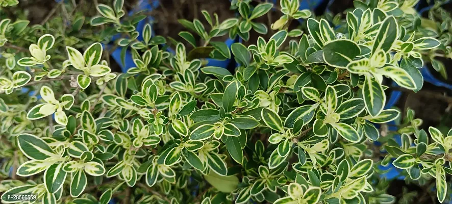 Platone Serissa Hedge Plant SNOW ROSESERISSA HEDGE PLANT