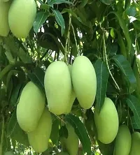 Platone Mango Plant Katimon mango plants-thumb1