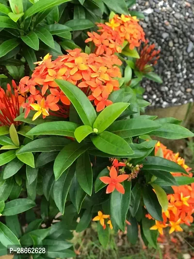 Platone Trothic IxoraChethi Plant Live Ixora