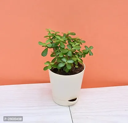 Platone Jade Plant RH124-thumb0