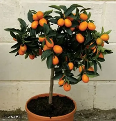 Platone Orange Plant or43