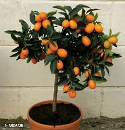 Platone Orange Plant or43-thumb0