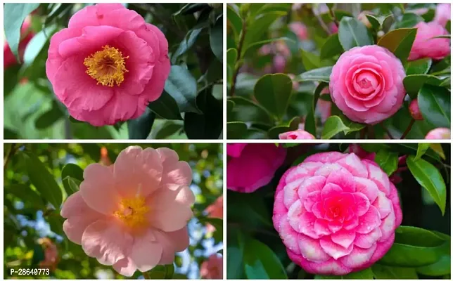 Platone Rose Plant Camelia PlantCSS1