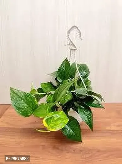 Platone Money Plant MONEY PLANT XZA