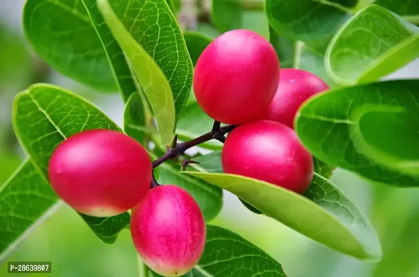 Platone Karonda Plant KarondaIndian cherry Plant