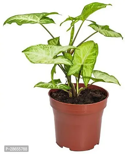 Platone Syngonium Plant FKDR24 n-thumb0